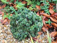 Tiniest green overlapping rich green foliage in tight mounds.